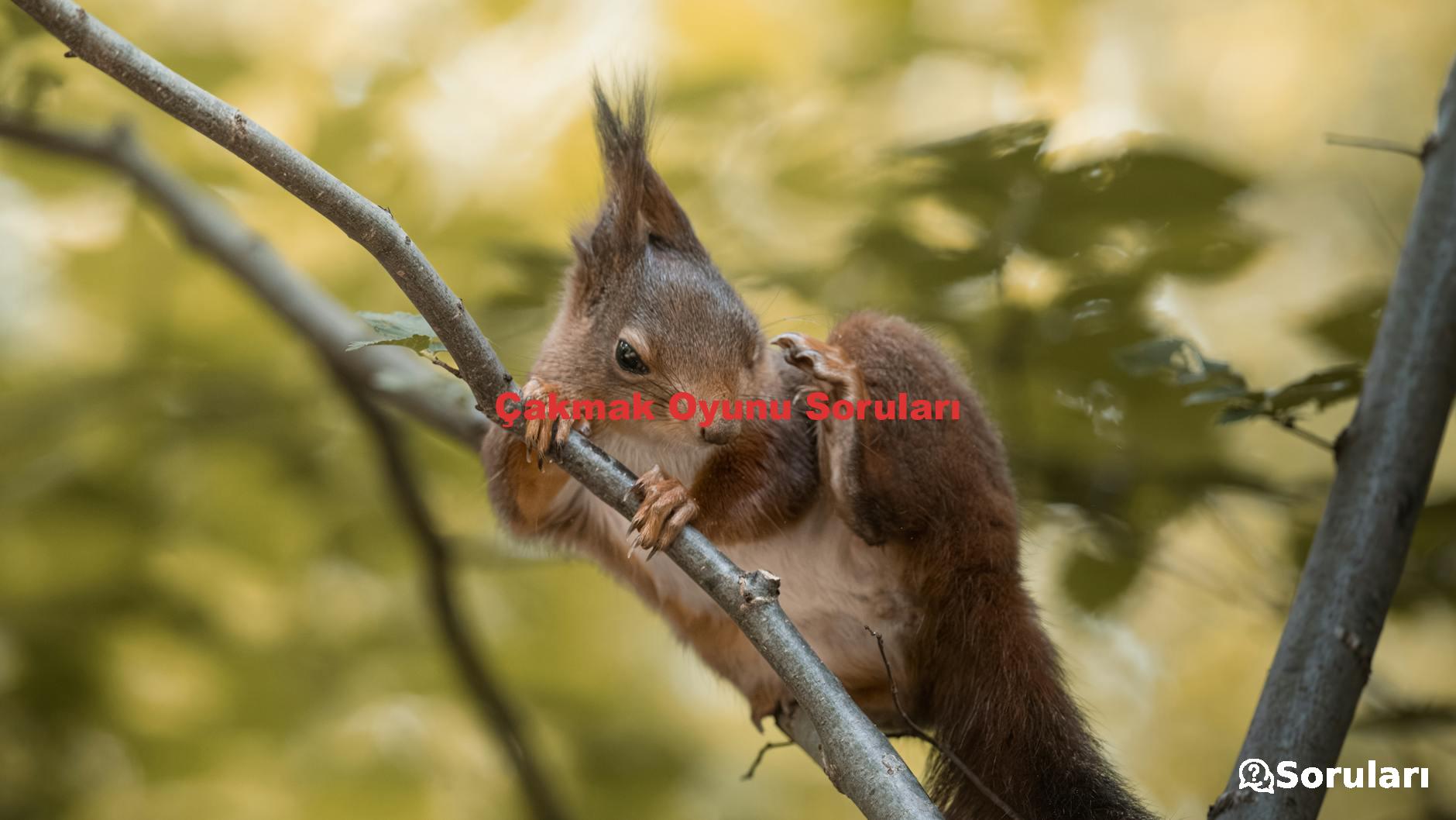 Çakmak Oyunu Soruları