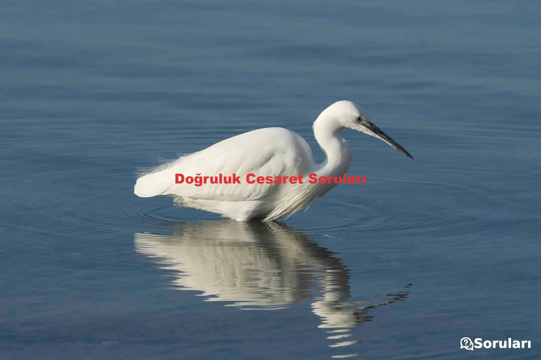 Doğruluk Cesaret Soruları