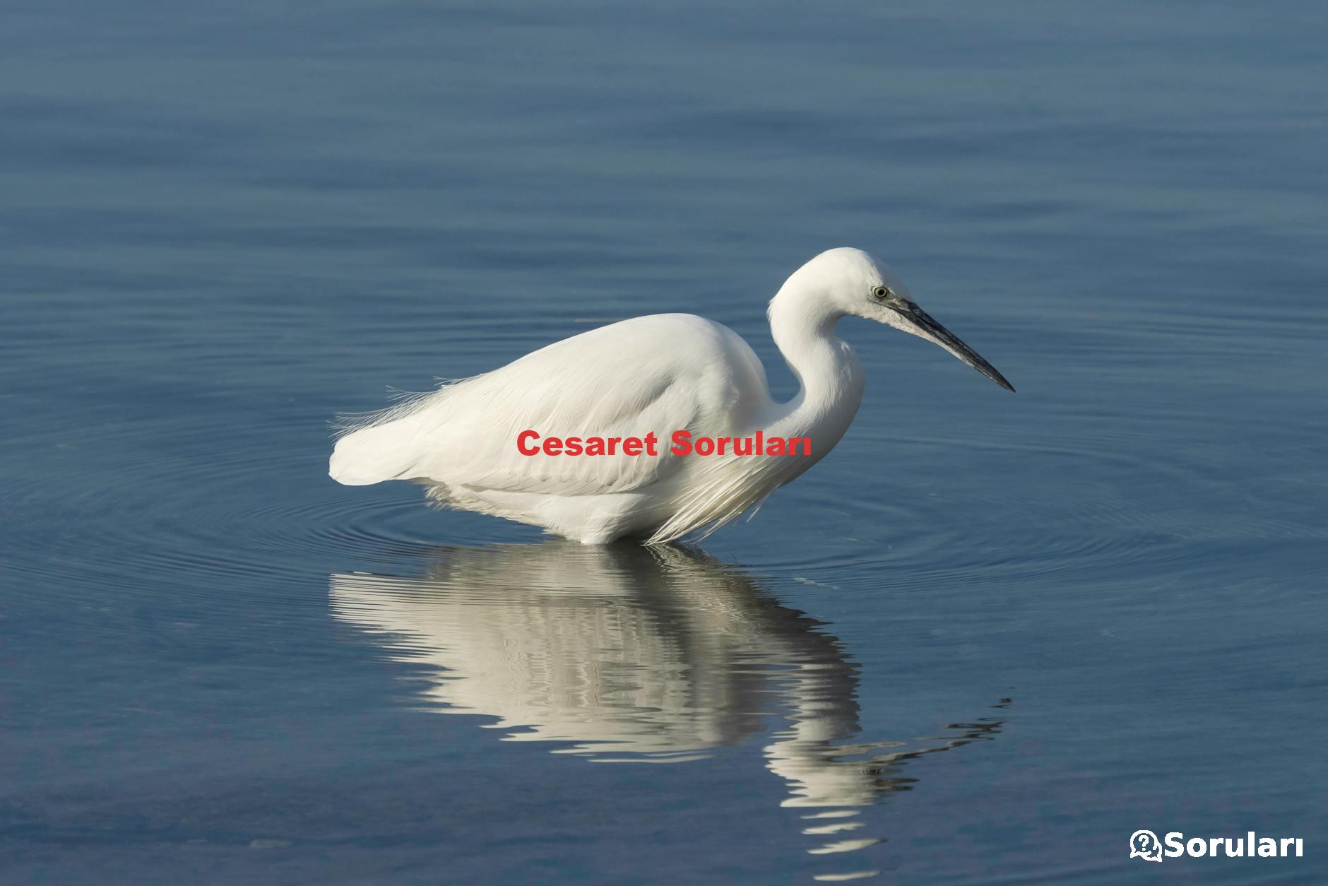 Cesaret Soruları