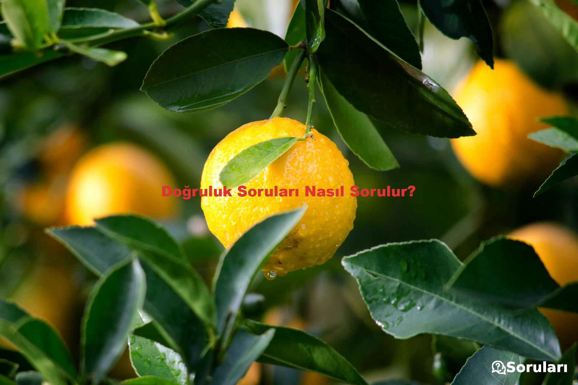 Doğruluk Soruları Nasıl Sorulur?