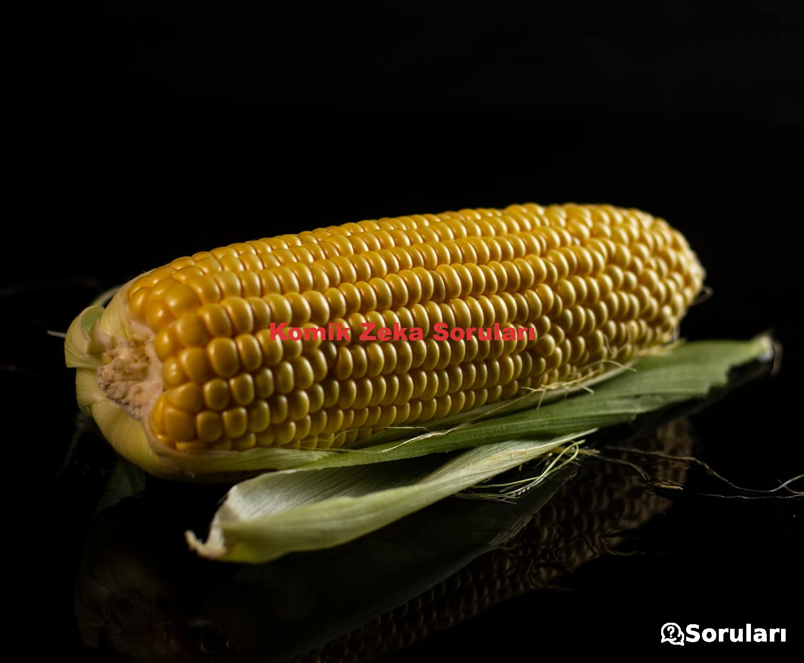 Komik Zeka Soruları