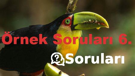 MEB Örnek Soruları 6. Sınıf