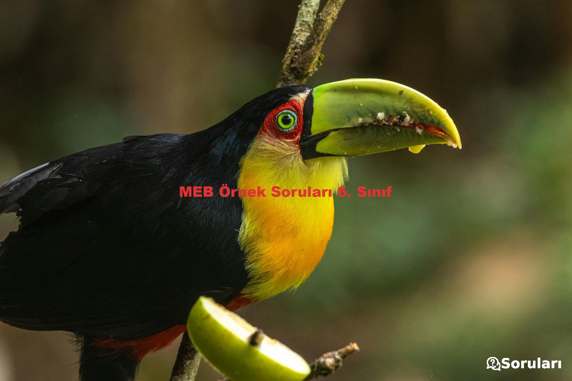MEB Örnek Soruları 6. Sınıf