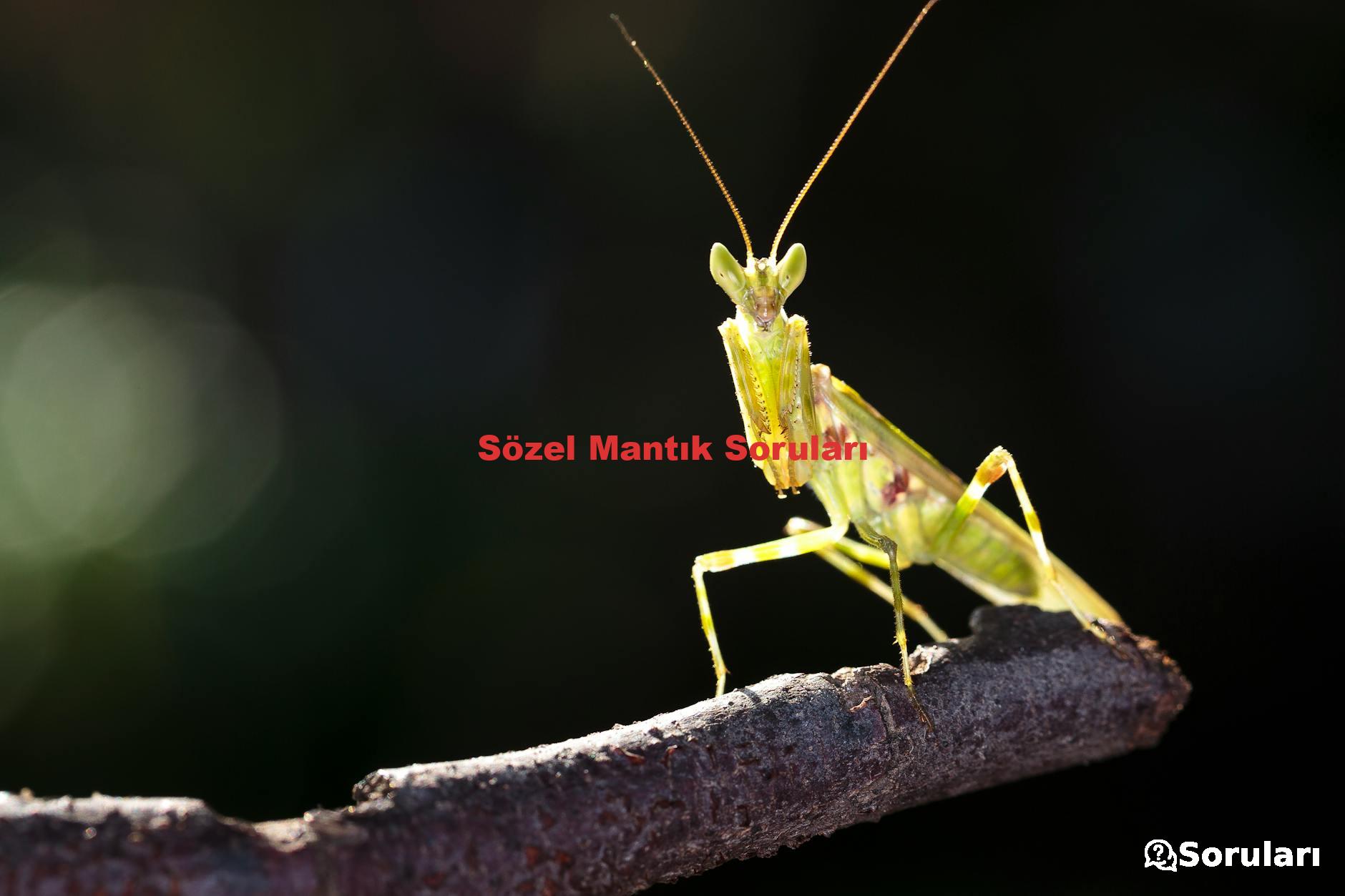 Sözel Mantık Soruları