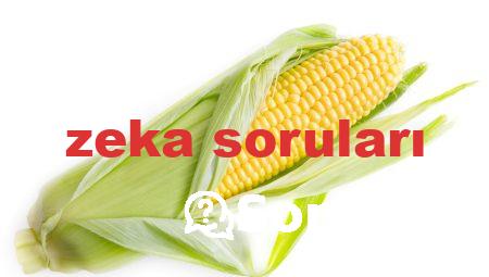 zeka soruları