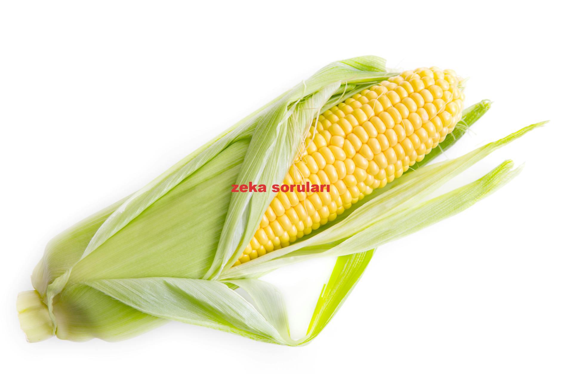zeka soruları