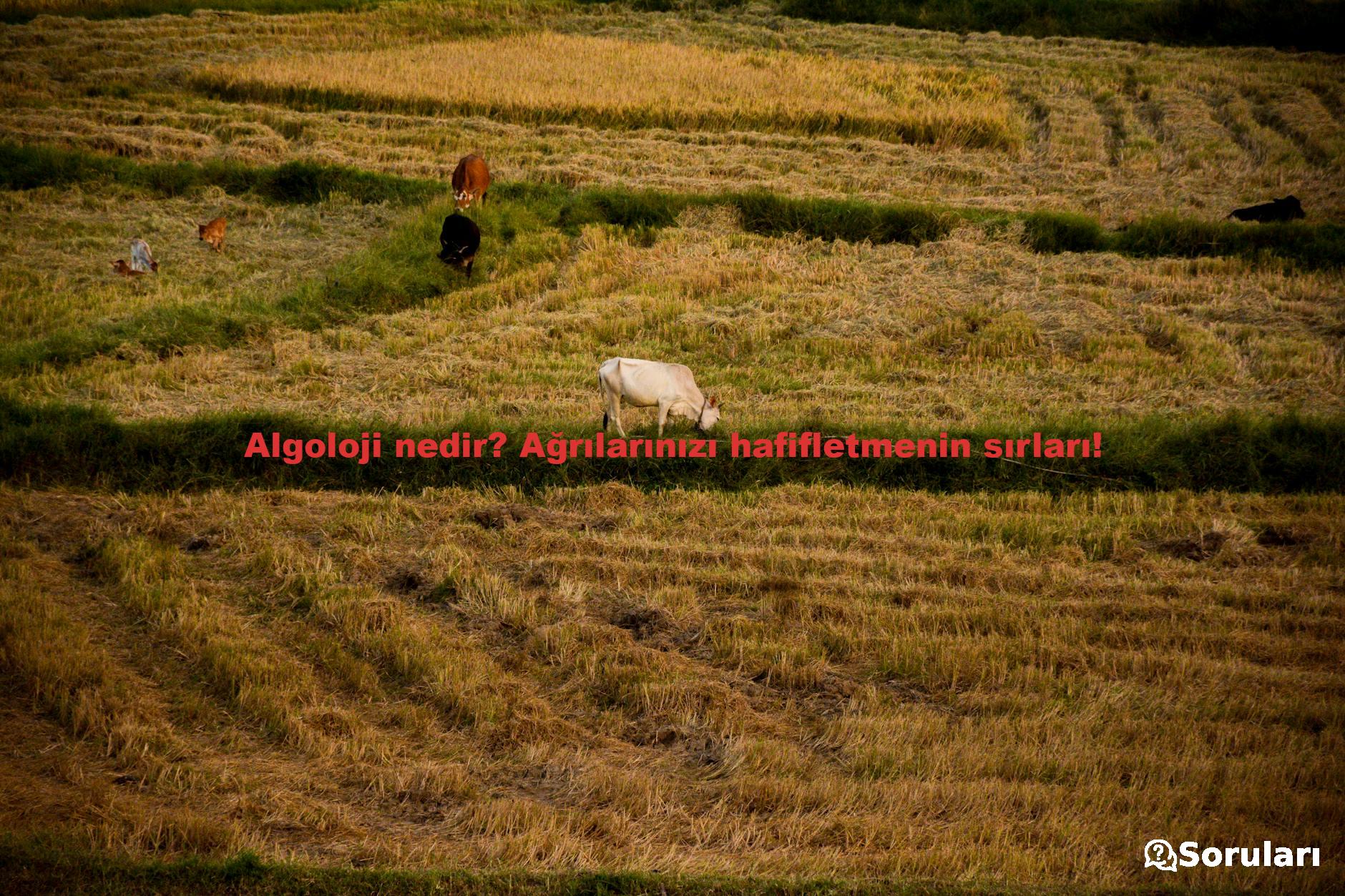 Algoloji nedir? Ağrılarınızı hafifletmenin sırları!